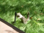 Scoiattolo, anzi come diceva la guida... Scaiottolo! che si abbevera al Yosemite National Park