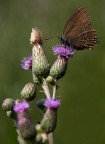 Satyrium ilicis