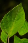 Natural