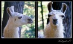 Lama