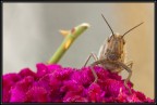 E' tra le pi grandi cavallette italiane ed europee, lunga fino a 65 mm.
Appartiene a una specie molto comune con comportamento solitario e non  dannosa per le colture.
Frequenta ambienti caldi e secchi.