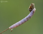 il bruchetto dove lo metto a parte li scherzi......mi aiutate a conoscere questo bruchetto che non  tanto carino ma mi era simpatico... ma non lo avevo mai visto....cerco il nome grazie
da ora in poi sono tutti scatti di questa estate....
Canon 30D + Sigma 180 + TC Sigma 1,4X iso 100 - 1/4 sec. - f/16 EV -0,67