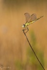 Dati di scatto: CAnon 30D + sigma180 ef macro+TC sigma 1,4X - 1/30 sec - iso100 - f/18

alla ricerca dello sfondo, il mio studio continua cosa ne pensate di questa....
consigli e commenti sempre graditi