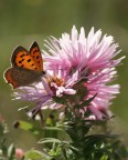 Farfalla su fiore