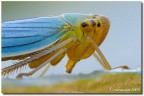 Quello che non avevo mai visto della cicadella