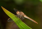 Libellula Al Sole !
