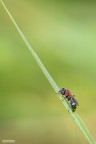 5D-180-1/4ces-f13-iso200