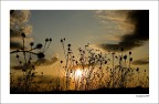 tramonti pungenti....
