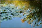 Lago di Sartirana, ottobre 2009.