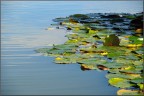 Lago di Sartirana, ottobre 2009.
Commenti e suggerimenti sono benvenuti.