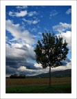 l' albero