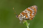 Melitaea didyma