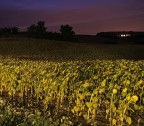 Notte di girasoli