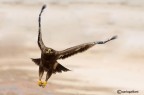 Aquila delle steppe al decollo