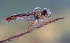 Sirfide congelata