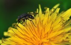 mosca...