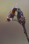 Ectophasia crassipennis (femmina)