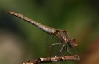 Libellula IV