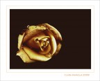 Il ricordo di una rosa...