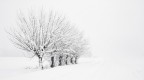 Frozen Lomellina