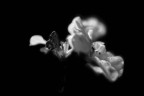 The other world_Moonlight butterfly
