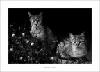 fourteen lives