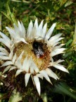 di fiore in fiore