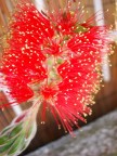 colori della natura