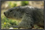 Marmotta # 3