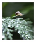Crystalline smail