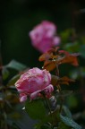 Le rose non sono pi come prima...