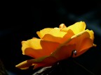 Gelosia di rosa