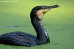 ritratto cormorano
