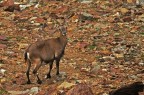 Foto scattata a met agosto a circa 2900m sul Monte Rosa.
L'esemplare ripreso era una mamma in giro con il suo piccolo purtroppo la forte nebbia scesa qualche secondo dopo questo scatta a reso le foto dove erano presenti entrambi poco utilizzabili.
Commenti critiche e consigli sempre ben accetti.