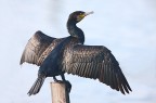 Phalacrocorax carbo (Cormorano)