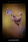 :: BUTTERFLY...