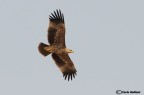Aquila imperiale