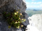 L'intento voleva essere quello: fiore in primo piano sfondo sfuocato, ma cos  un p troppo...