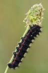 Bruco di Saturnia pavoniella