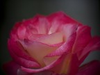 profumo di rosa