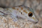 Geko del deserto