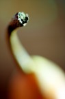 Pera...macro..