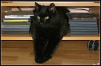 Volevo un gatto nero, nero, nero... Volevo un gatto nero, nero, nero...