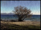 albero solitario