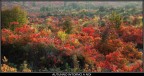 autunno intorno a noi