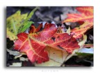 Autumn Autumn