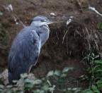 airone cinerino