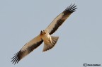 Aquila minore