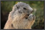 Marmotta # 11 - e il riflesso nell'occhio.....