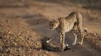 Eos 1Ds II + 500 ef 4 L is F:4 T:1/3200 400 iso
Tanzania - Serengeti